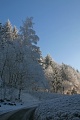 Birch tree and blue ski