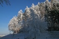 Burden trees and blue ski