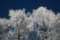 Burden trees and blue ski