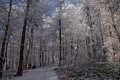 Forest and hoarfrost