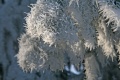 Hoarfrost crystals